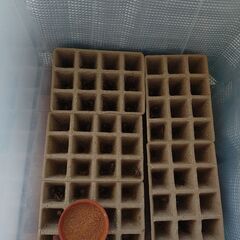 ヨーロッパイエコオロギ・イエコ成虫　100匹くらいの画像