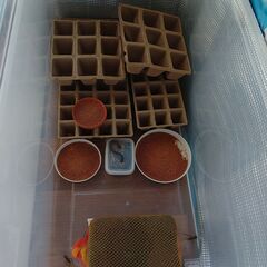 ヨーロッパイエコオロギ・イエコ成虫　100匹くらいの画像