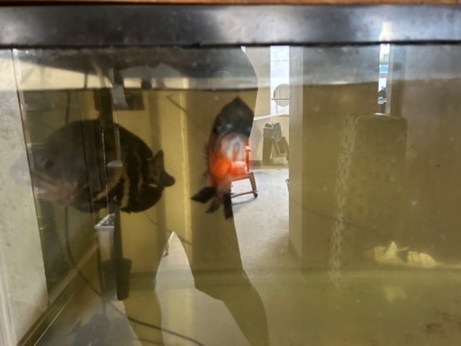 90センチ水槽、オスカー3匹セット（オスカー、水槽ともに購入者決定