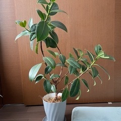 観葉植物　フィカス　インドゴムノキ