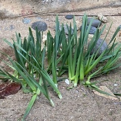 感謝完了🙏✨畑土【安宅】残土　庭の花　欲しい方持ってってー🙏✨の画像