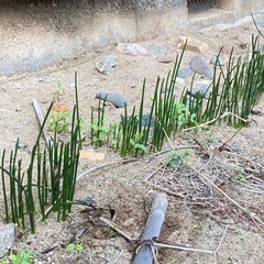 感謝完了🙏✨畑土【安宅】残土　庭の花　欲しい方持ってってー🙏✨の画像