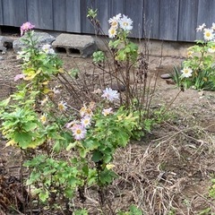 感謝完了🙏✨畑土【安宅】残土　庭の花　欲しい方持ってってー🙏✨の画像