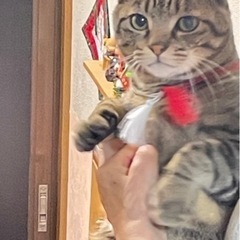 デレデレちゃんのキジネコさん