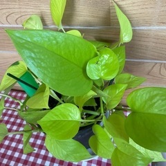 値下げ観葉植物　　ポトスの画像