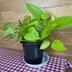 ランキングキーワードに紐づく投稿画像-観葉植物