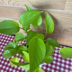 値下げ観葉植物　　ポトスの画像