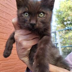 甘えん坊の仔猫の里親募集