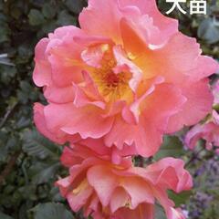 バラ苗オレンジ オレンジ薔薇