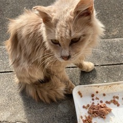 残り少ない猫生を暖かなお家で
