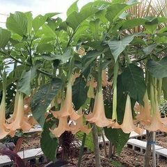 植物　エンジェルストランペット