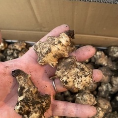 無農薬　菊芋の画像