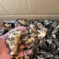 無農薬　菊芋の画像