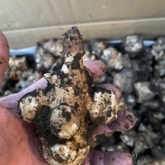 無農薬　菊芋の画像