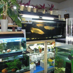 熱帯魚・観賞魚器具　引き取り致します。