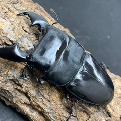 スマトラオオヒラタ　ポケカと交換可