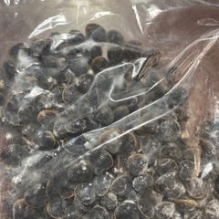 冷凍シジミ