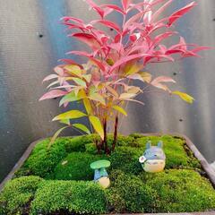 なんちゃって盆栽　