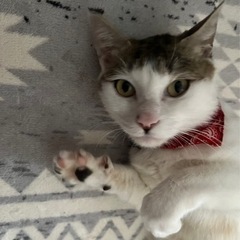 😺推定１歳　白キジ　女の子😺