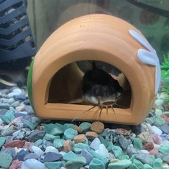 ストライプトーキングキャット