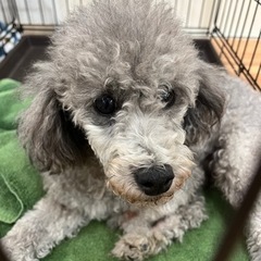 グレイな犬 トイプードル