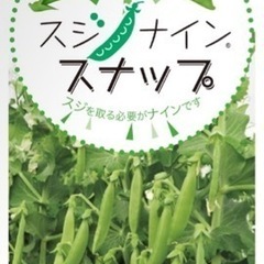 日本初！スジとり不要のキヌサヤエンドウの苗　1pot
１００円