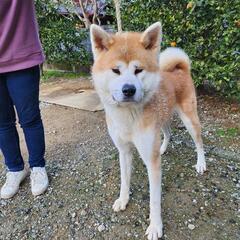 秋田犬里親募集