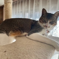 オス猫　去勢済