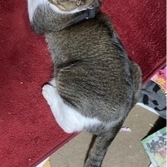 オス猫　去勢済 - 猫