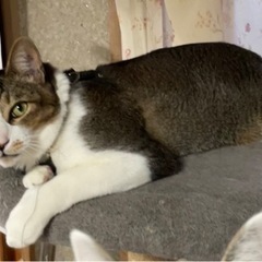 オス猫　去勢済 - 岩見沢市