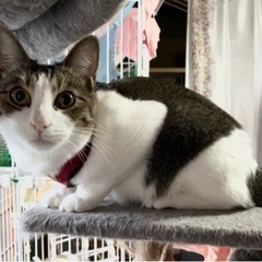 2歳の去勢済　メス猫