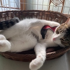 2歳の去勢済　メス猫 - 猫