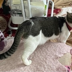 2歳の去勢済　メス猫 - 岩見沢市