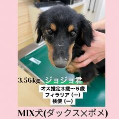 【里親決定しました💖】至急！MIX犬(ダックス✕ポメ)の里親募集