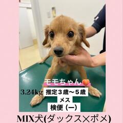 【譲渡先決定💖】至急！MIX犬(ダックス✕ポメ)の里親募集