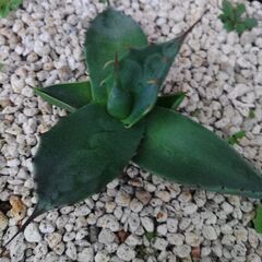 アガベチタノタナンバー1斑入りのカキコ差し上げますの画像