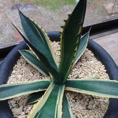 アガベチタノタナンバー1斑入りのカキコ差し上げますの画像