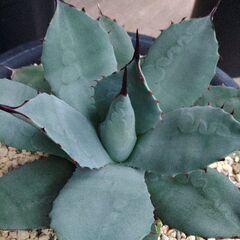 アガベチタノタナンバー1斑入りのカキコ差し上げますの画像