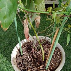 （値下げ）木香薔薇とアボカドの苗の画像