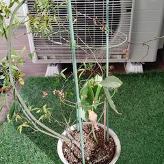 （値下げ）木香薔薇とアボカドの苗の画像