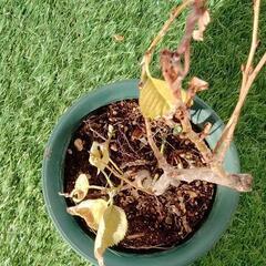 （値下げ）枝垂れ桜？の画像