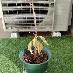 （値下げ）枝垂れ桜？の画像