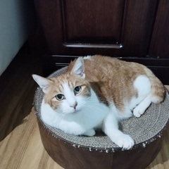 甘えん坊の茶白男子