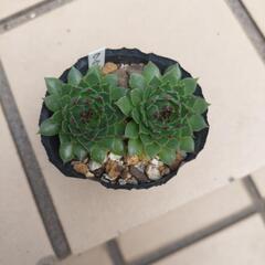 多肉植物 センペルビウム 〈クララ〉①