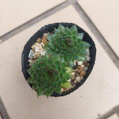 多肉植物 センペルビウム 〈クララ〉②