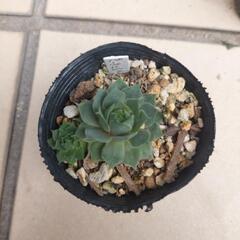 多肉植物 センペルビウム 〈パープルビューティ〉①