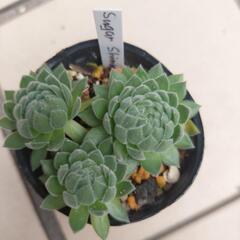 多肉植物 センペルビウム〈シュガーシマー〉①