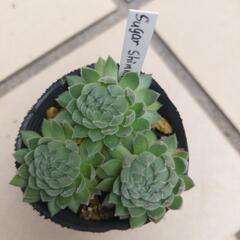 多肉植物 センペルビウム〈シュガーシマー〉②