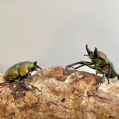 【ミニペア】ニジイロクワガタ ♂34mm ♀29mmの画像