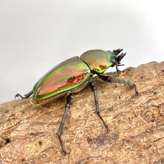 【ミニペア】ニジイロクワガタ ♂34mm ♀29mmの画像